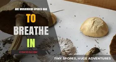 Inhaling Mushroom Spores: Potential Health Risks Explained