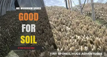 Unlocking Soil Health: The Surprising Benefits of Mushroom Spores