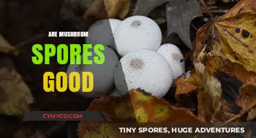 Exploring the Benefits: Are Mushroom Spores Good for You?