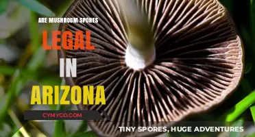 Exploring the Legality of Mushroom Spores in Arizona: A Comprehensive Guide