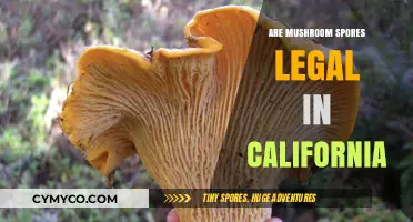 Exploring the Legal Landscape of Mushroom Spores in California