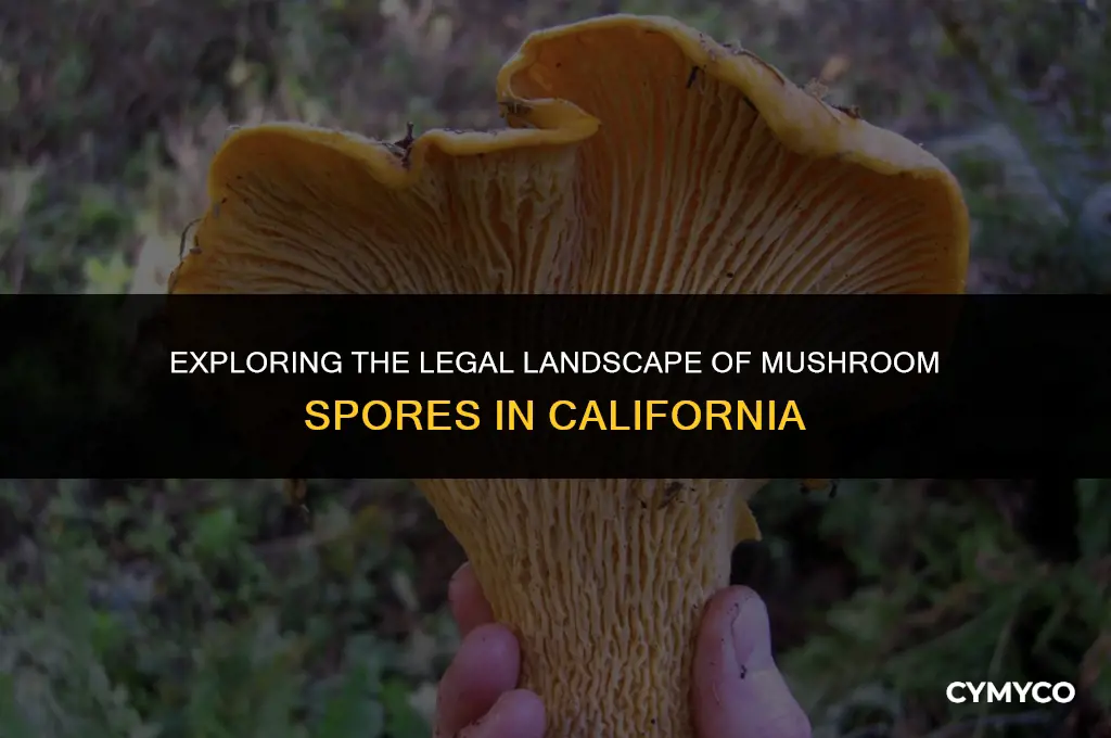 are mushroom spores legal in california