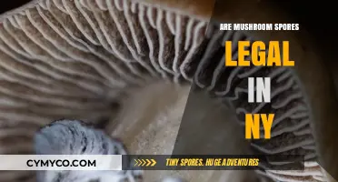 Exploring the Legal Landscape of Mushroom Spores in New York