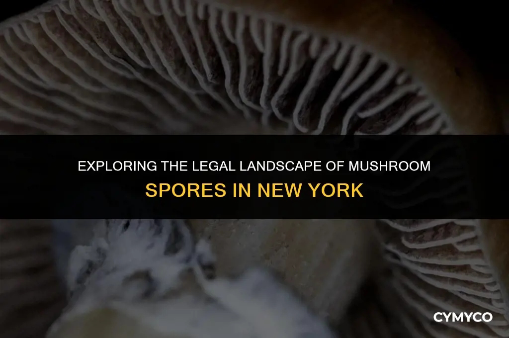 are mushroom spores legal in ny
