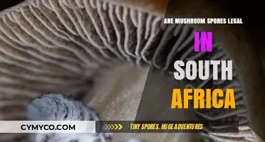 Exploring the Legality of Mushroom Spores in South Africa