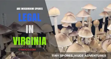 Exploring the Legality of Mushroom Spores in Virginia
