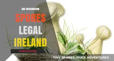 Exploring the Legality of Mushroom Spores in Ireland: A Comprehensive Guide