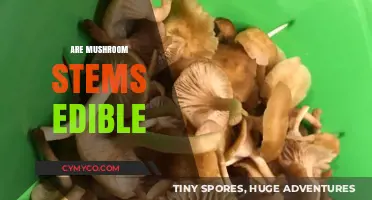 Can You Eat Mushroom Stems? A Guide to Edibility and Safety