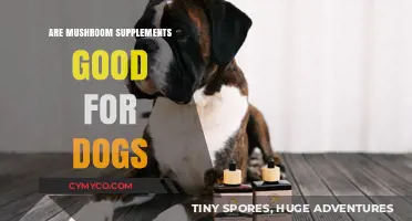 Mushroom Supplements for Dogs: Benefits, Safety, and Expert Insights