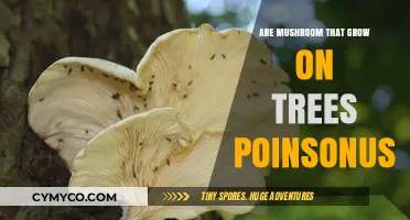 Toxic Tree Mushrooms: A Guide to Identifying Poisonous Varieties