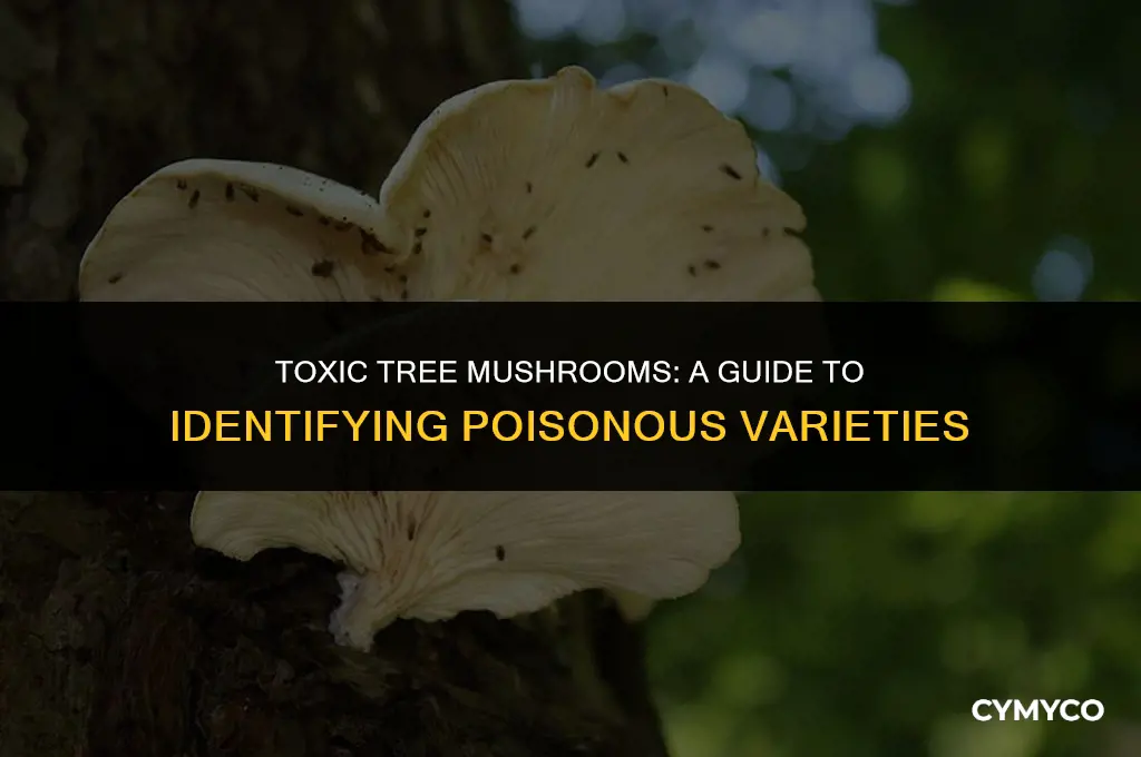 are mushroom that grow on trees poinsonus