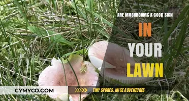 Mushrooms in Your Lawn: A Natural Indicator of Healthy Soil