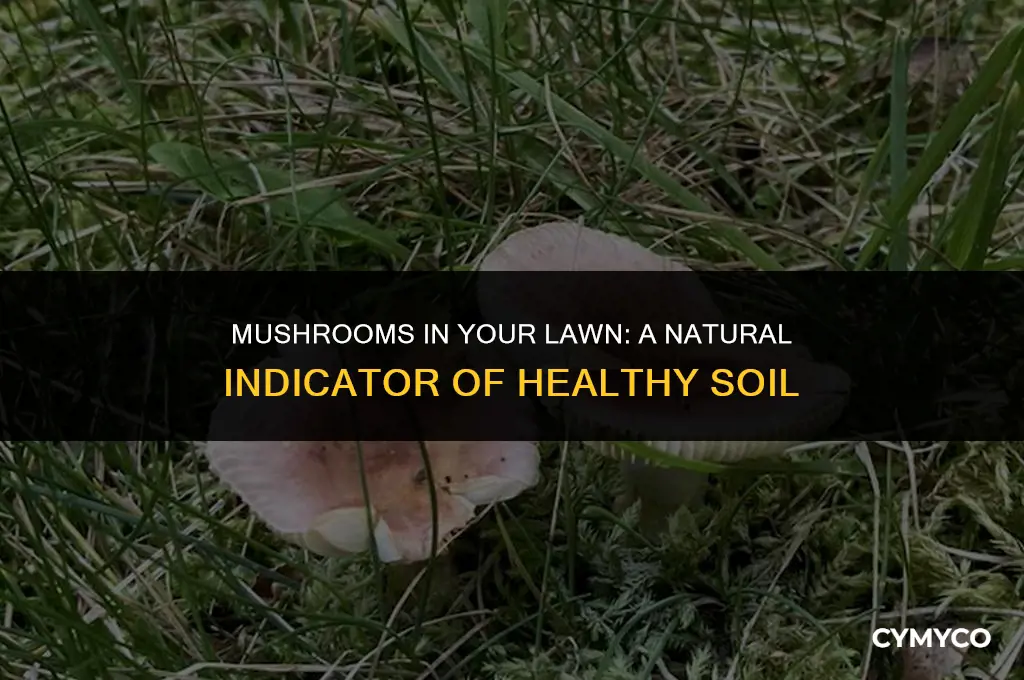 are mushrooms a good sign in your lawn
