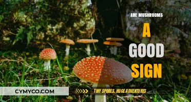 Nature's Bounty: Decoding the Ecological Significance of Mushrooms
