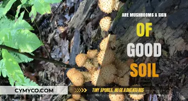 Mushrooms and Soil Health: Unveiling the Connection Beneath Your Feet