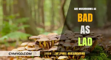 Exploring the Risks: Mushrooms vs. LSD - A Comparative Analysis