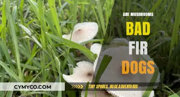 Can Dogs Eat Mushrooms? A Guide to Safe and Toxic Varieties