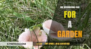 Mushrooms in Gardens: Beneficial Allies or Troublesome Invaders?