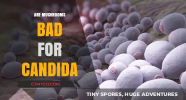 Exploring the Fungal Connection: Mushrooms and Candida Myths Debunked