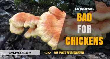 Are Mushrooms Safe for Chickens? A Comprehensive Guide