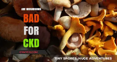 Exploring the Impact of Mushrooms on Chronic Kidney Disease