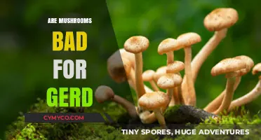 Exploring the Effects of Mushrooms on GERD: A Comprehensive Guide