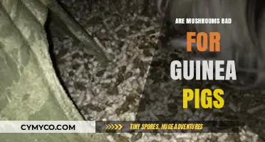 Guinea Pig Health: The Truth About Mushrooms in Their Diet