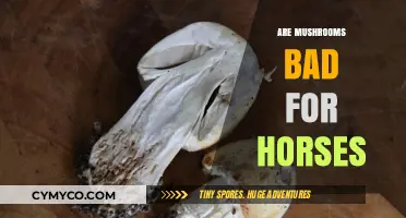 Exploring the Safety of Mushrooms for Equine Consumption