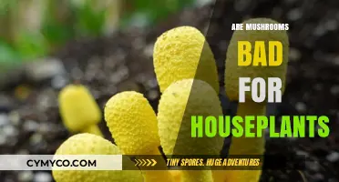 The Truth About Mushrooms: Are They Harmful to Houseplants?