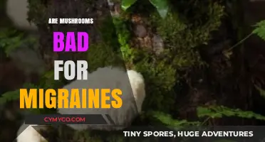 Exploring the Fungal Frontier: Mushrooms and Migraine Management