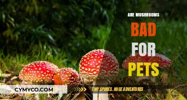 Are Mushrooms Toxic to Pets? A Comprehensive Guide for Pet Owners