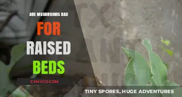 Mushrooms in Raised Beds: Benefits, Myths, and Gardening Tips