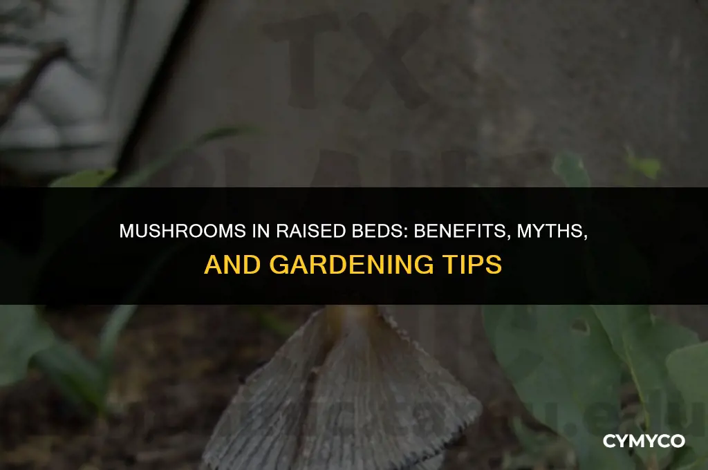are mushrooms bad for raised beds