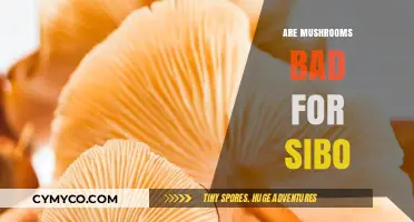 Exploring the Impact of Mushrooms on SIBO: A Comprehensive Guide