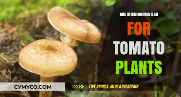 Exploring the Impact of Mushrooms on Tomato Plant Health