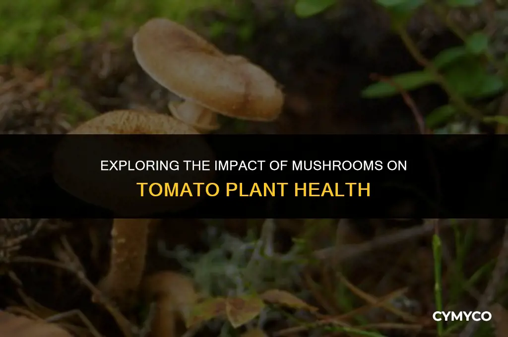 are mushrooms bad for tomato plants