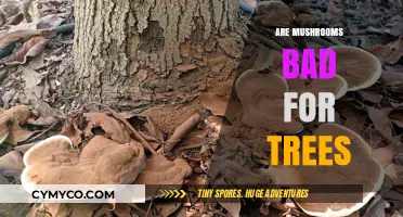 The Hidden Impact: Mushrooms' Surprising Effects on Tree Health