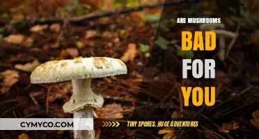 Mushrooms: Health Benefits or Hidden Dangers? Separating Fact from Fiction