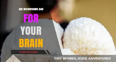Mushrooms and Brain Health: Separating Myths from Scientific Facts