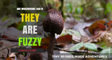 Fuzzy Mushrooms: A Guide to Identifying Safe and Edible Varieties