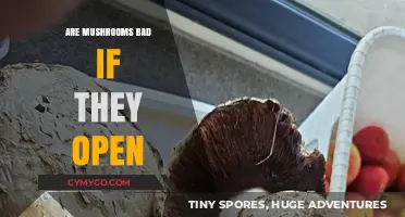 Exploring the Truth: Are Open Mushrooms Safe to Eat?