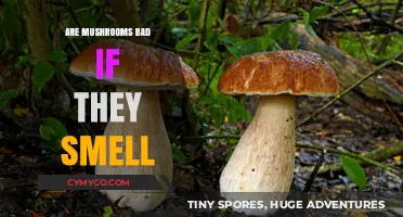 The Truth About Mushrooms: Should You Eat Them If They Smell?