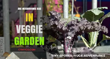 Mushrooms in Veggie Gardens: Friend or Foe?