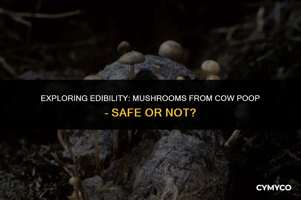 are mushrooms from cow poop edible
