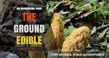 Exploring Edibility: A Guide to Foraging Wild Mushrooms Safely
