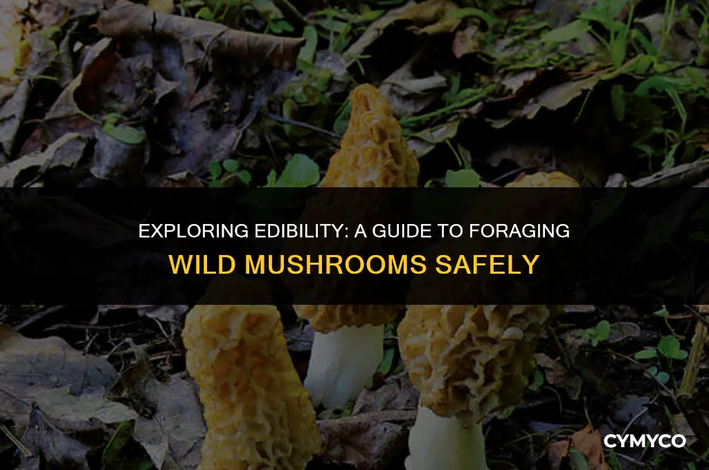 are mushrooms from the ground edible