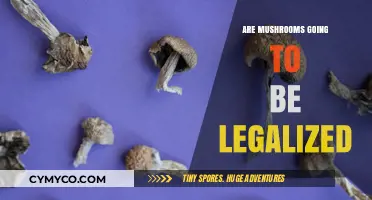 The Future of Fungi: Will Mushrooms Soon Be Legalized?