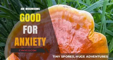 Exploring Nature's Calm: The Anxiety-Relieving Potential of Mushrooms