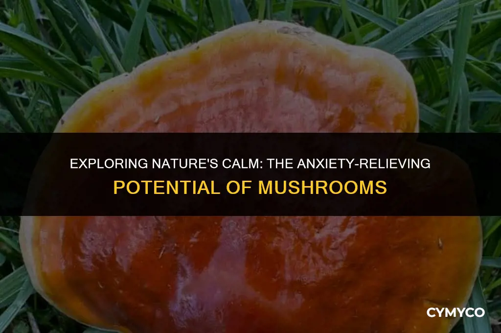 are mushrooms good for anxiety