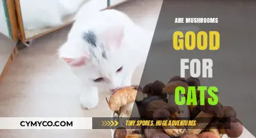 Exploring the Safety and Benefits of Mushrooms for Feline Friends